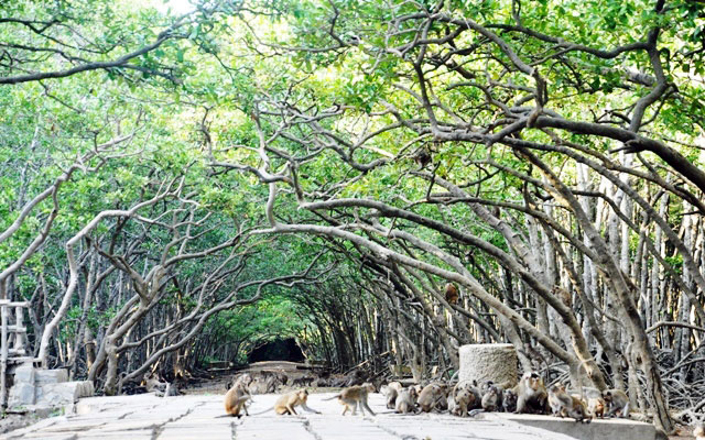 monkey_island_vietnam